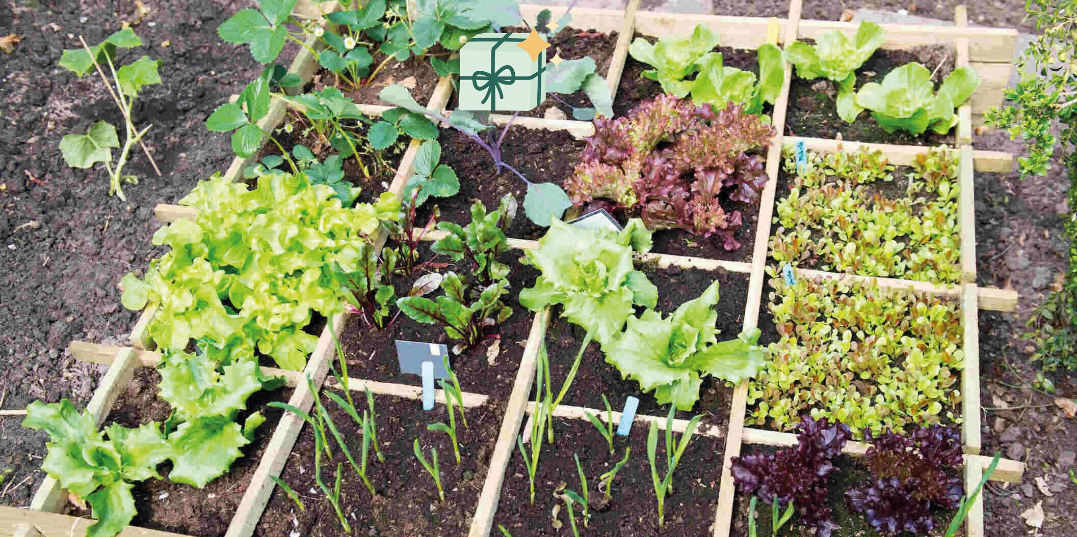 groentetuintje met verschillende planten